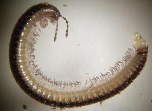 Réf. 270 508 : Leptoiulus sp.